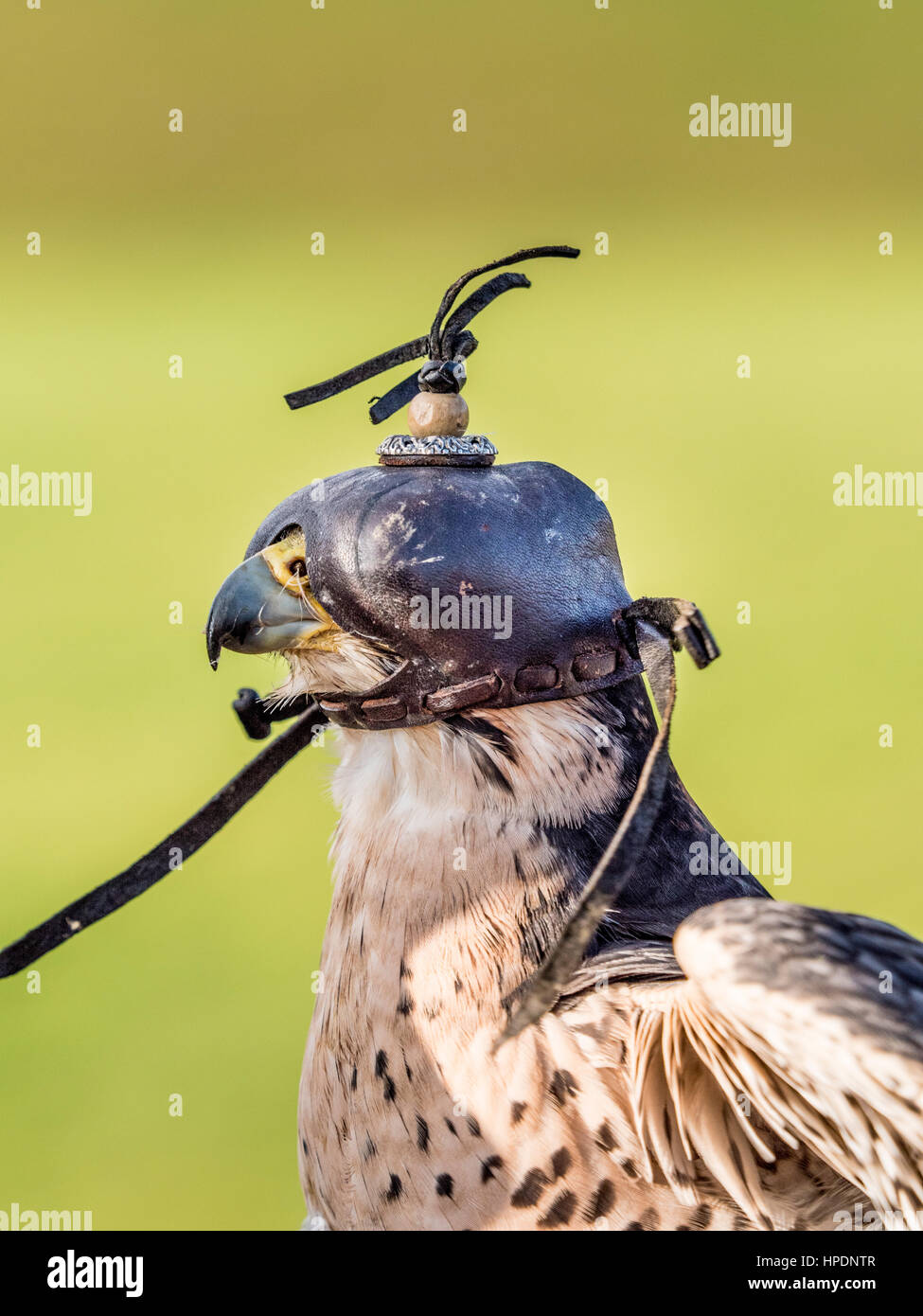 Close up of Lanner falcon wearing traditional leather custom made hood Stock Photo