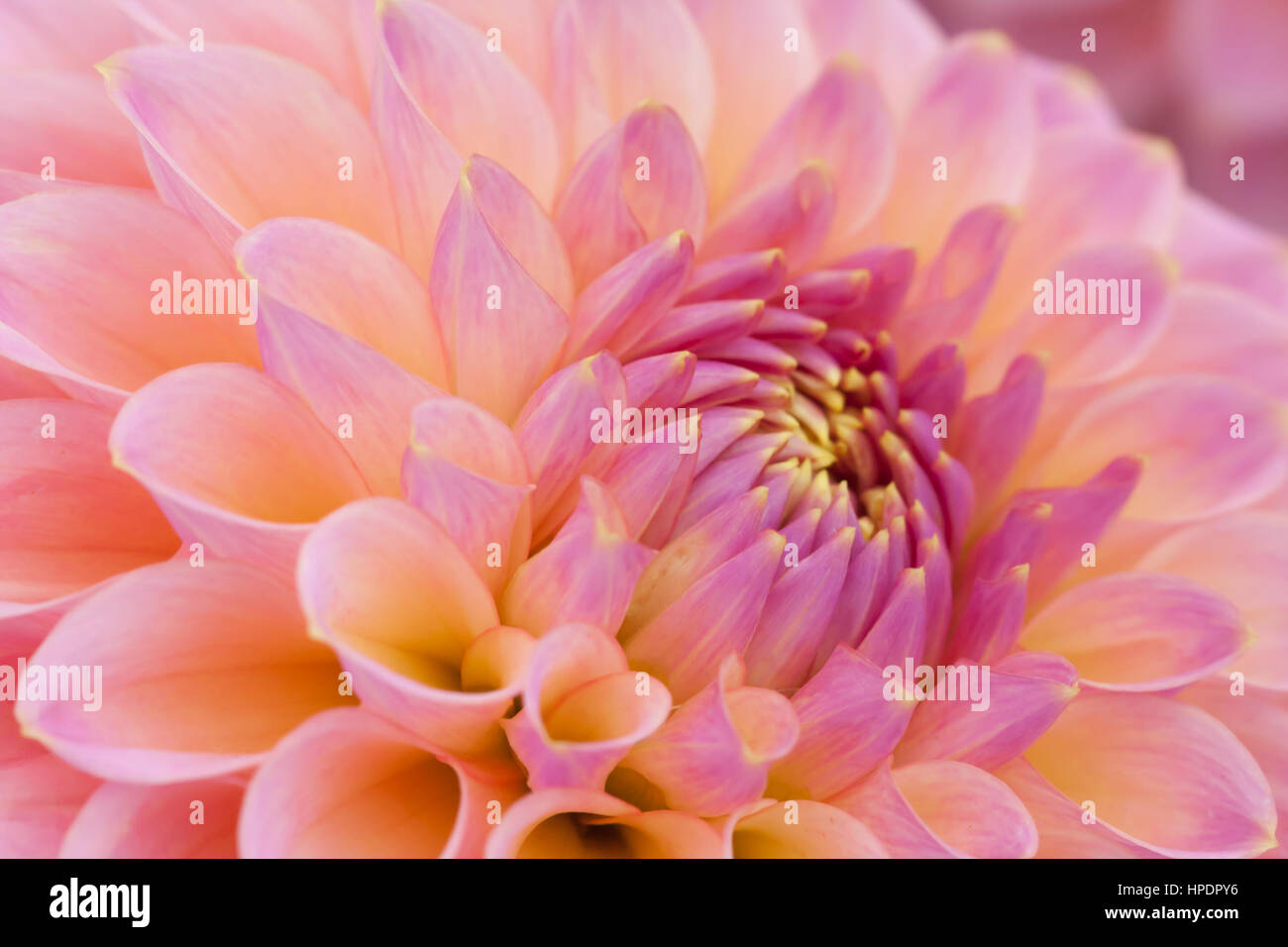 Beautiful pink dahlia Stock Photo - Alamy
