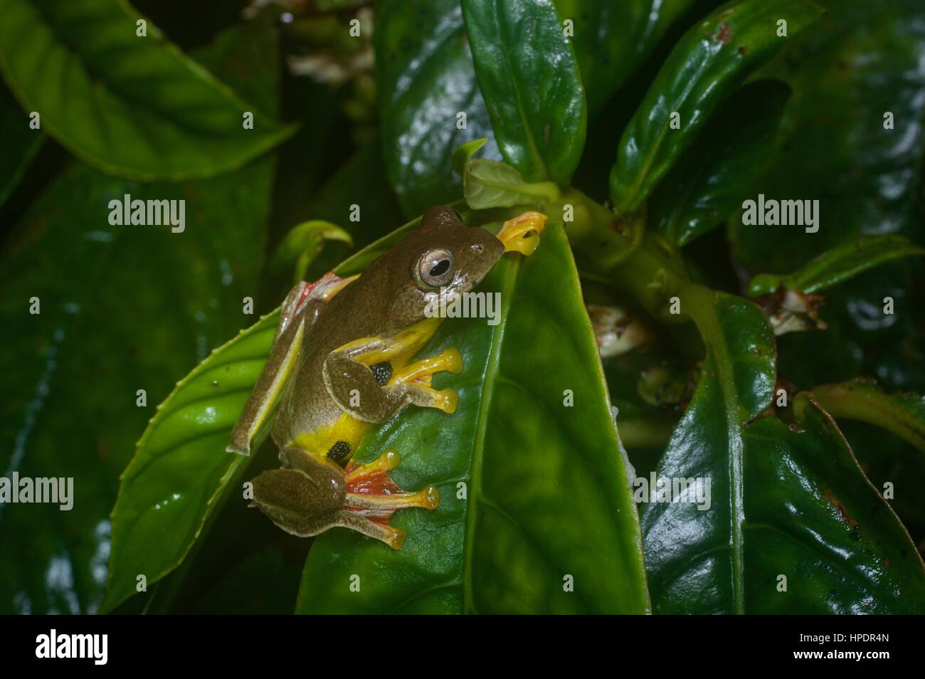A Twin-spotted Flying Frog (Rhacophorus bipunctatus) in the rainforest at night in Genting Highlands, Pahang, Malaysia Stock Photo