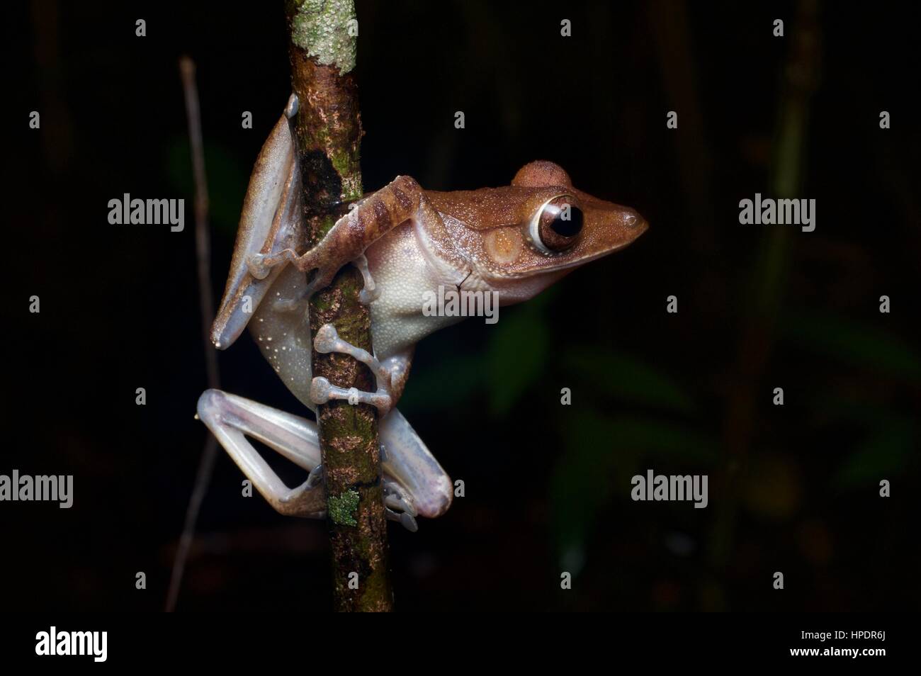 A Collett's Tree Frog perched on a branch in the rainforest at night in Santubong National Park, Sarawak, East Malaysia, Borneo Stock Photo