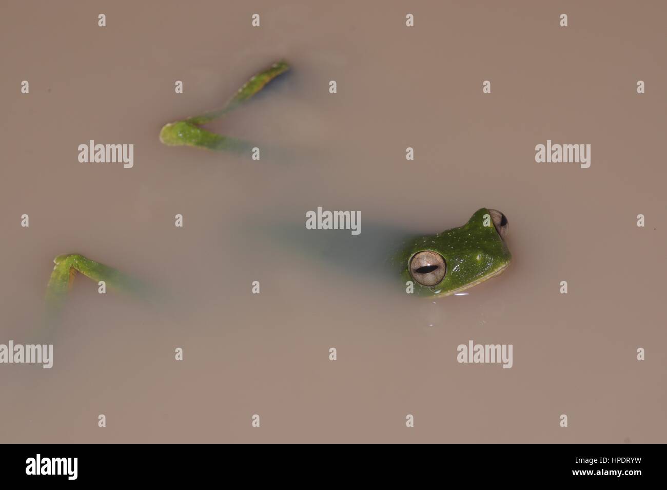 A Wallace's Flying Frog (Rhacophorus nigropalmatus) floating in a puddle at night in Malaysia Stock Photo