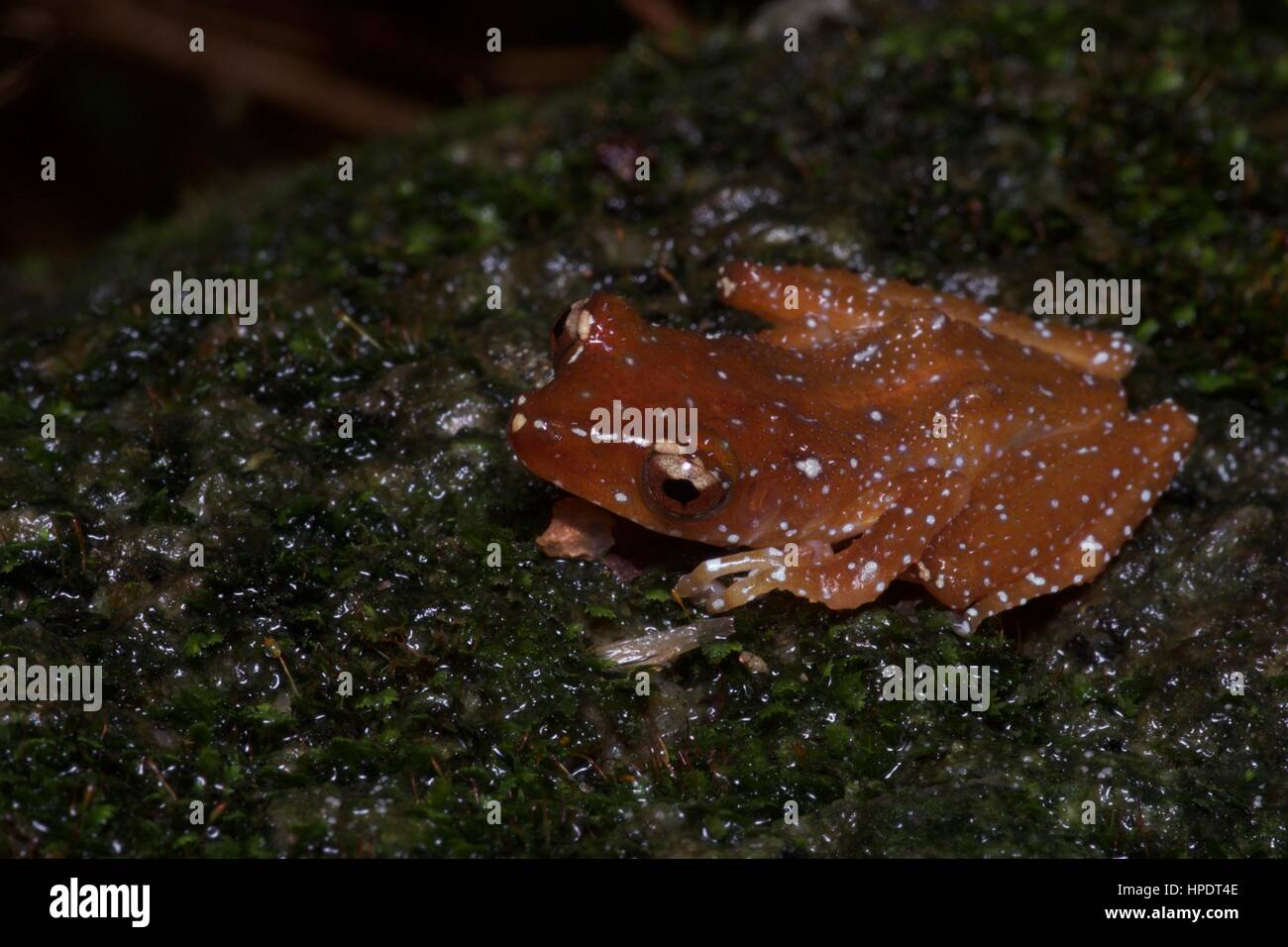 A Cinnamon Frog (Theloderma pictum) in the rainforest at night in Semenyih, Selangor, Malaysia Stock Photo