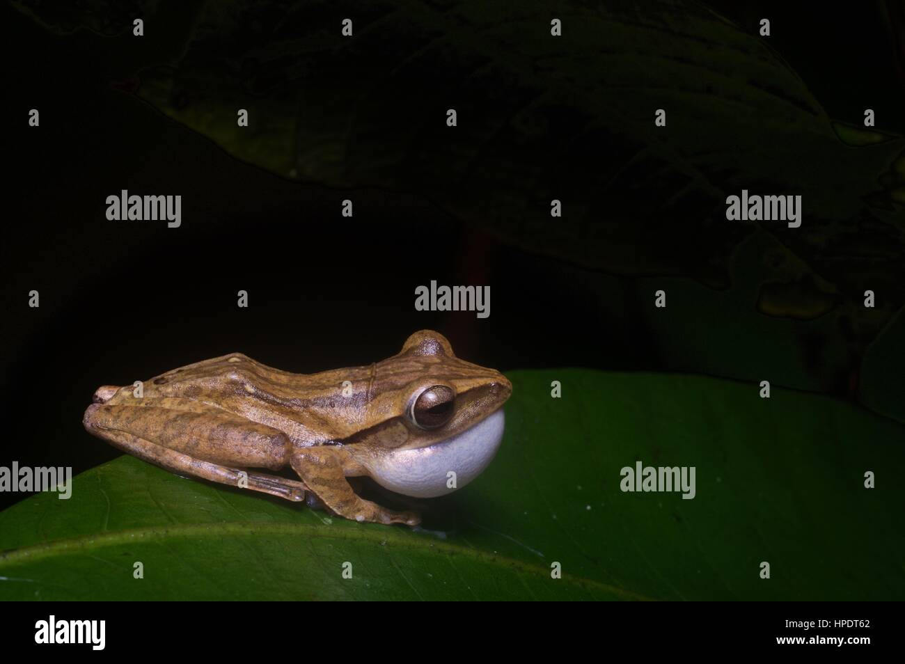 A calling male Four-lined Tree Frog (Polypedates leucomystax) in the rainforest at night in Kubah National Park, Sarawak, East Malaysia, Borneo Stock Photo