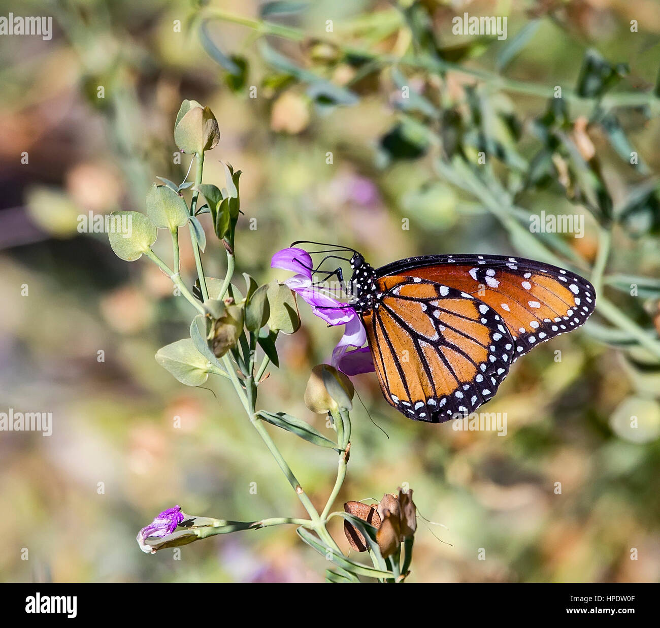 Macro shot of a single Monarch Butterfly (Danaus plexippus) profile on ...