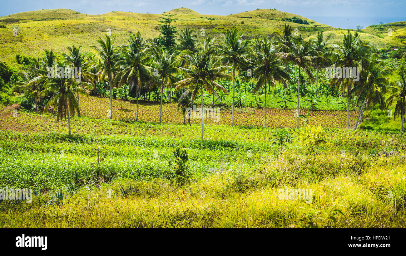 Palm Oasis in Wisata Bukit Teletubbies Hill, Nusa Penida Island, Bali, Indonesia. Stock Photo