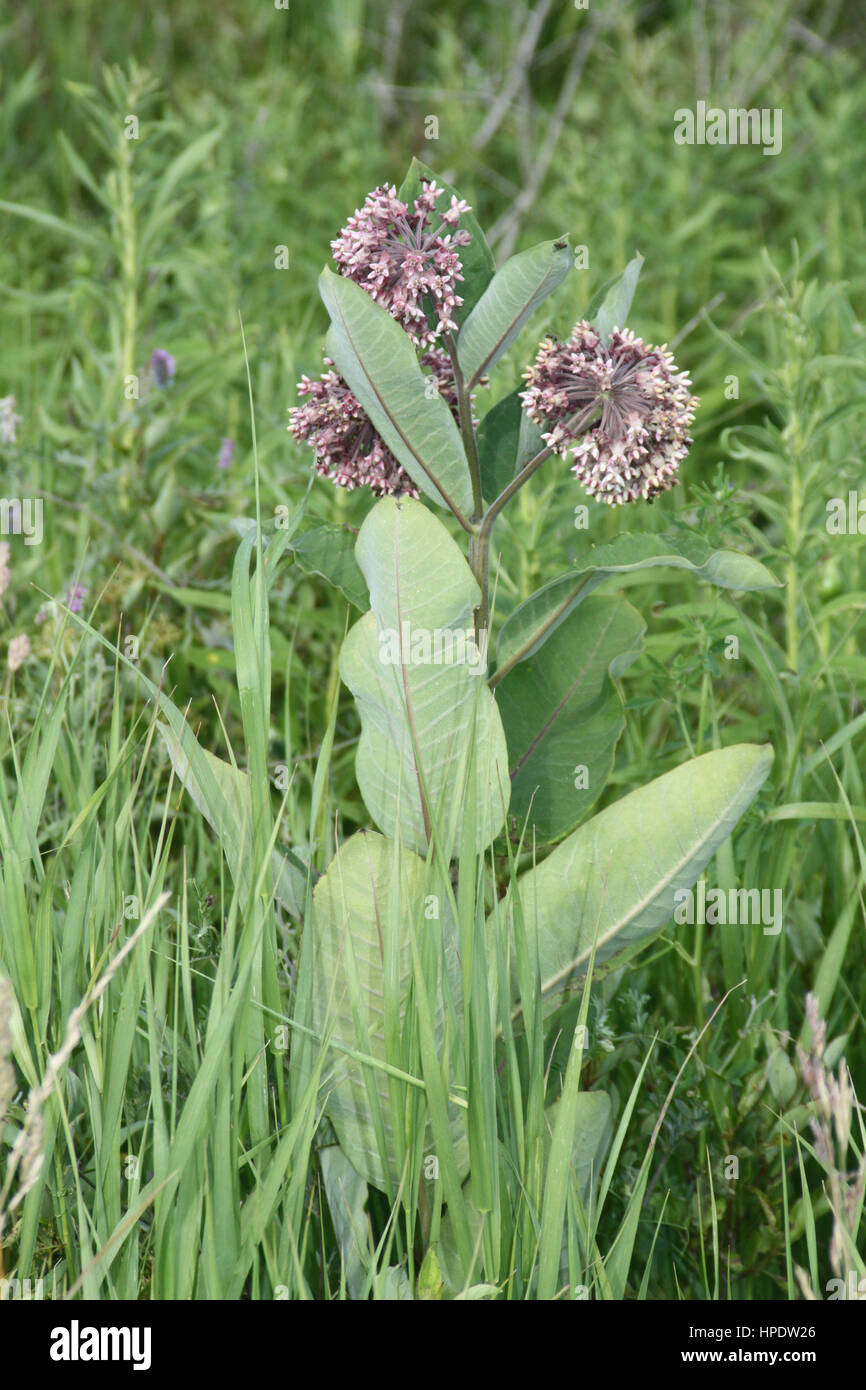 Common Milkweed plant with blooming flowers that are pinkishpurple