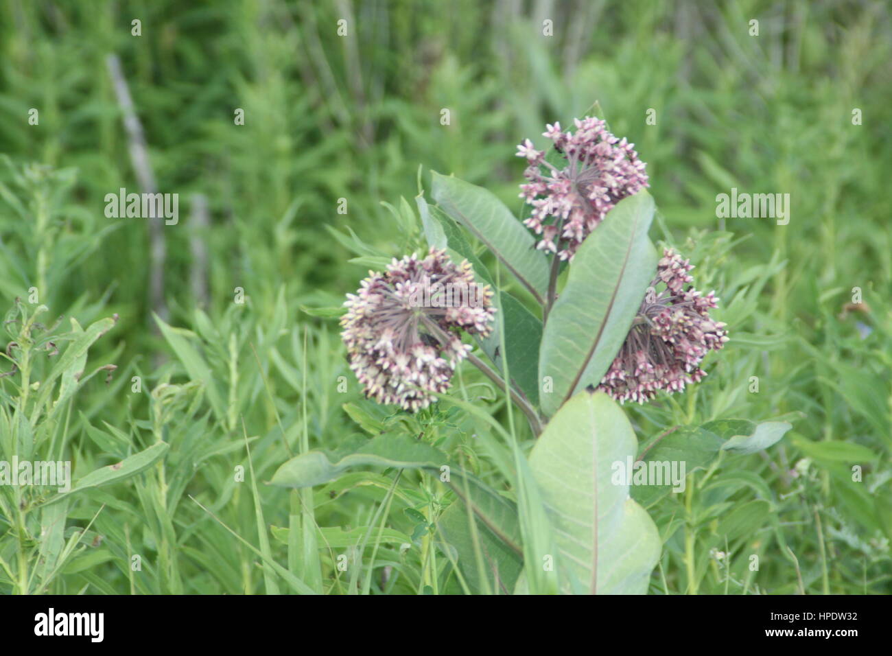 Common Milkweed plant with blooming flowers that are pinkishpurple