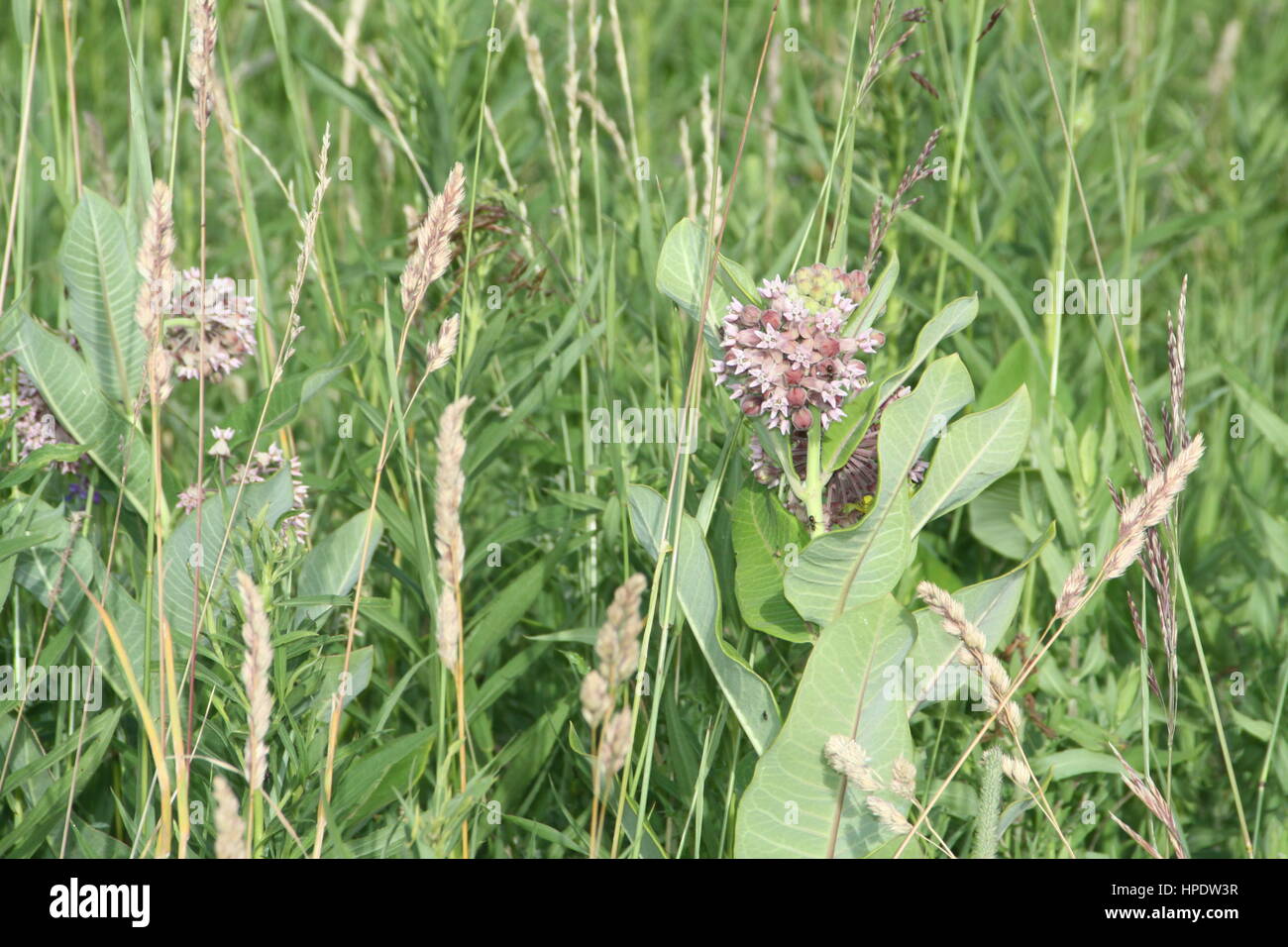 Common Milkweed plant with blooming flowers that are pinkishpurple