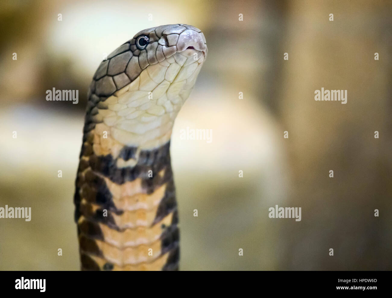 A closeup portrait of a king cobra (Ophiophagus hannah) snake. Stock Photo