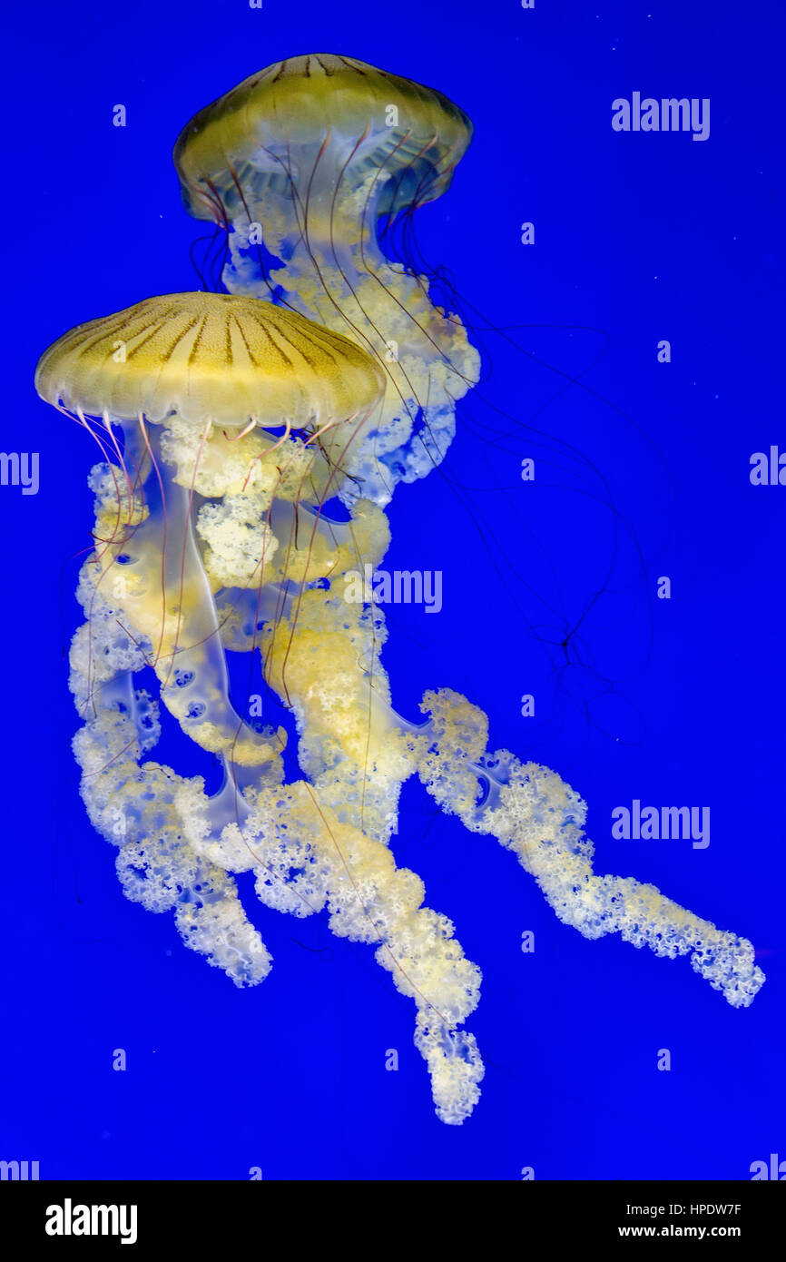 Two jellyfish (Medusozoa) at an aquarium. Stock Photo