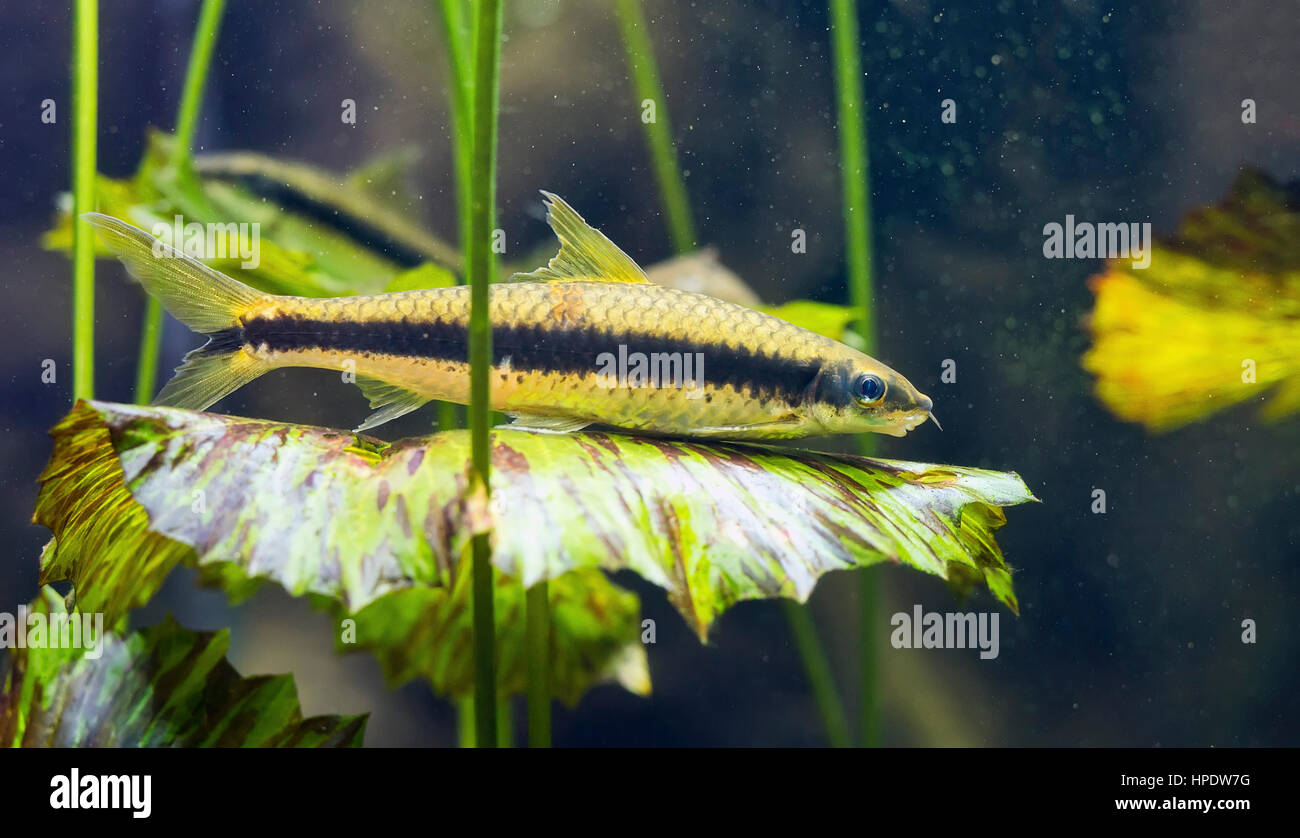 Closeup of a Siamese algae eater fish (Crossocheilus siamensis) atop an underwater leafy plant. Stock Photo