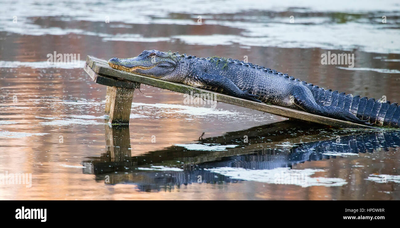 A large duckweed-covered American alligator (Alligator mississippiensis) sunning itself on a wooden platform in a lake. Stock Photo