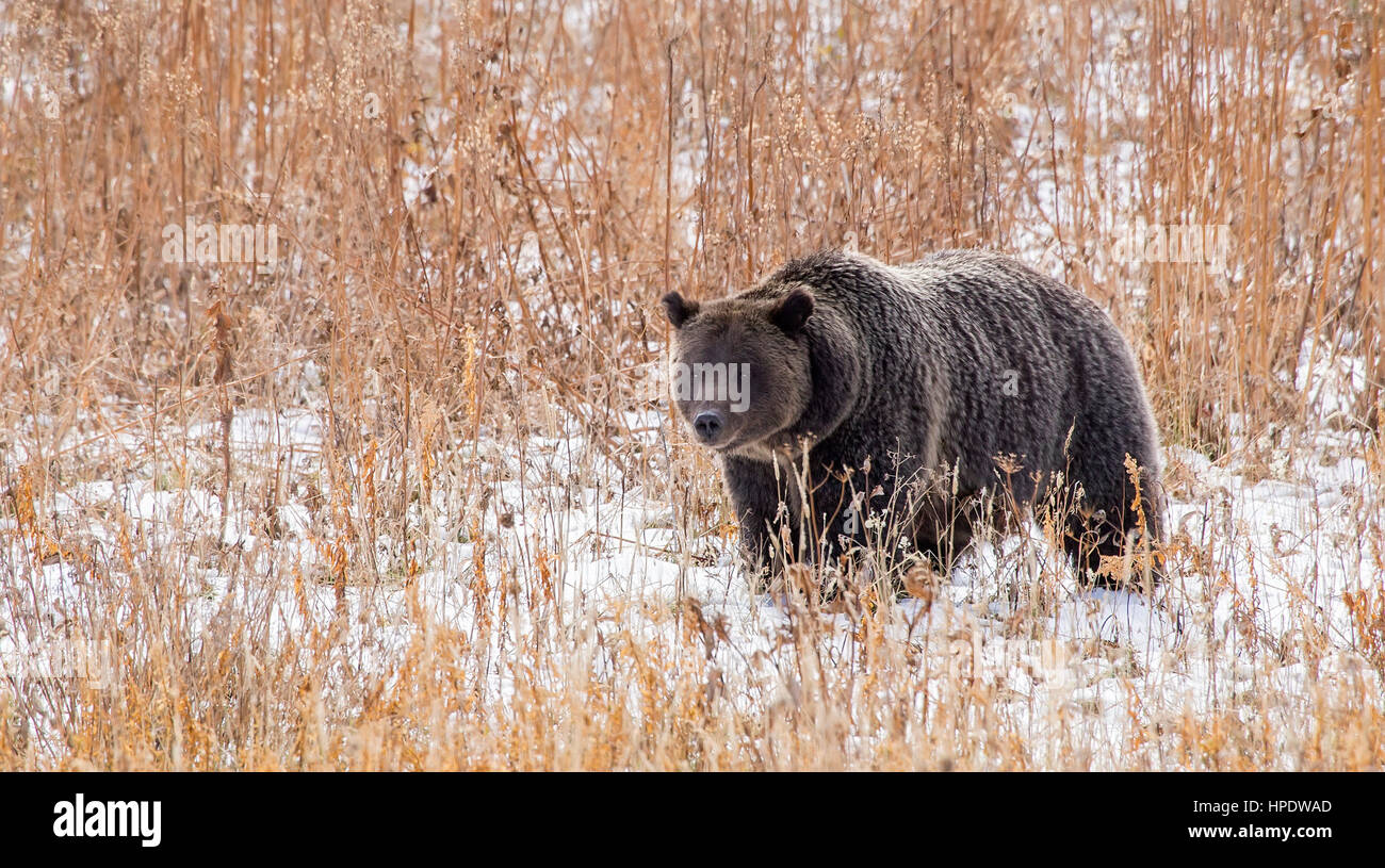 A wild North American brown bear (Ursus arctos), commonly known as a grizzly bear. Taken at Grand Teton National Park in Wyoming. Stock Photo