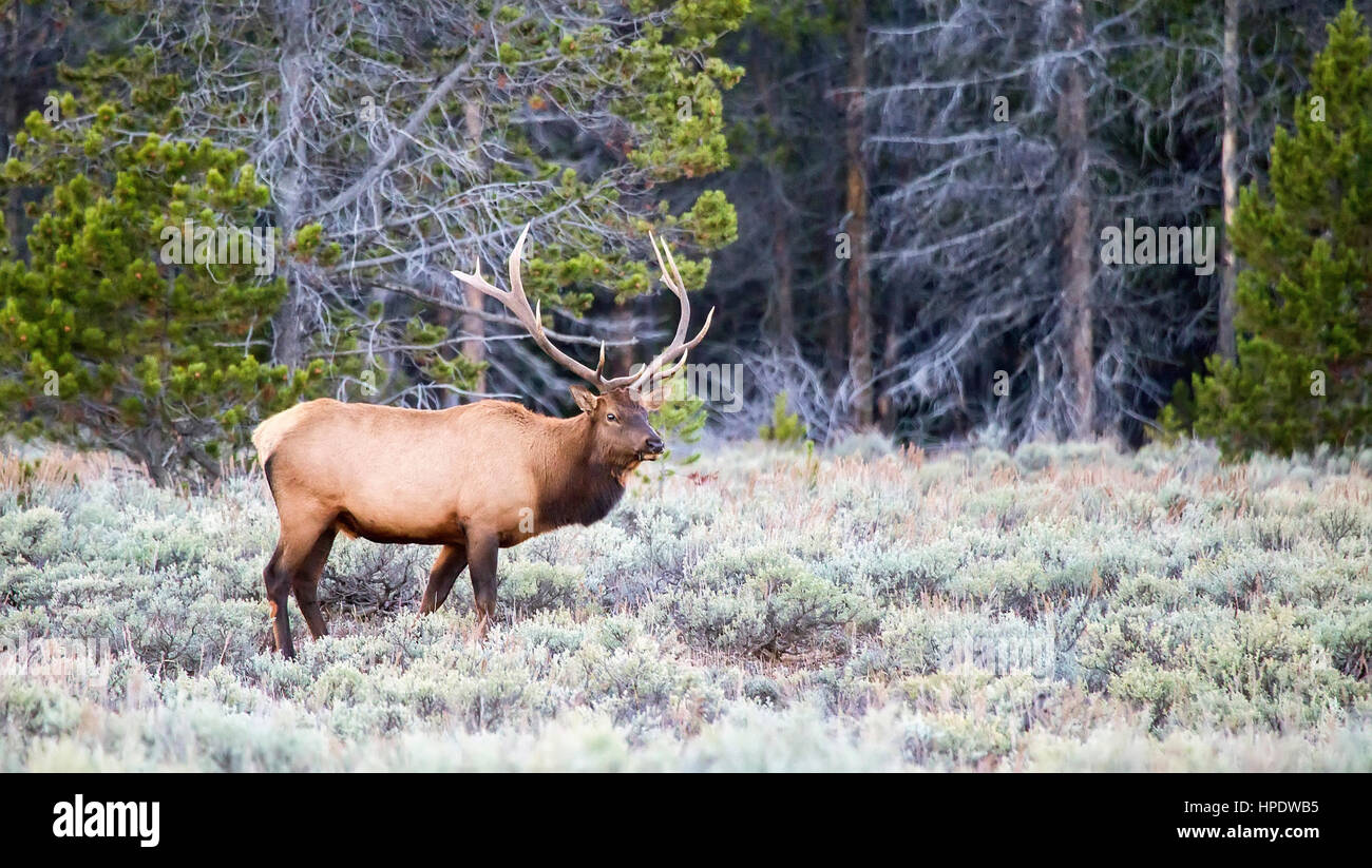 A large male elk (Cervus canadensis) during the fall rut season at