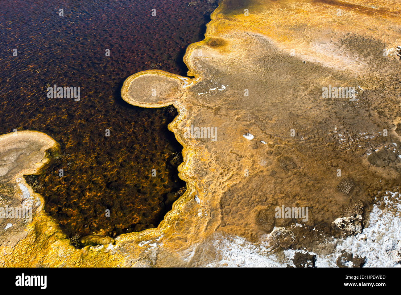 Close detail of a microbial algal mat growing in a hot spring at