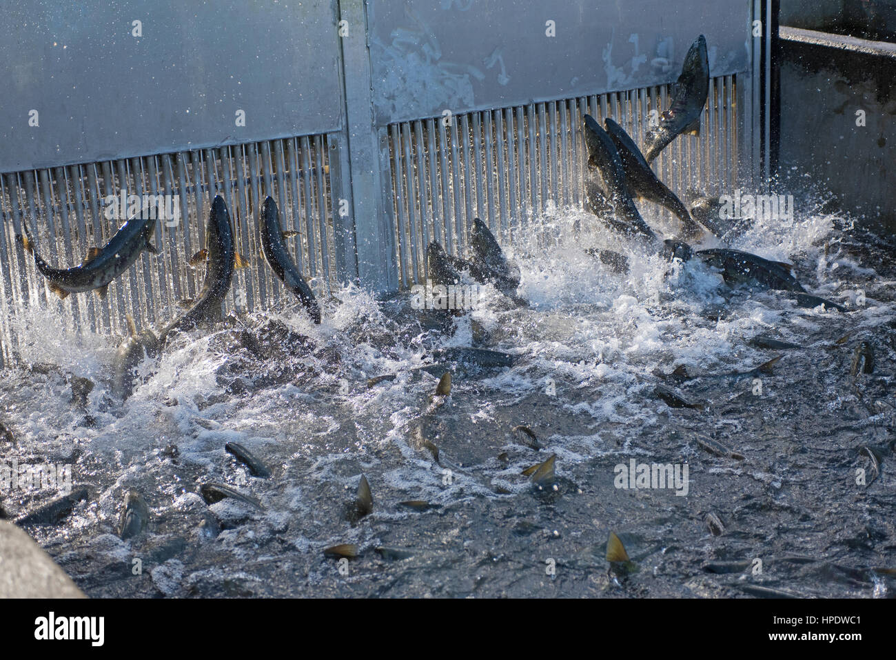 Dried fish canada hires stock photography and images Alamy