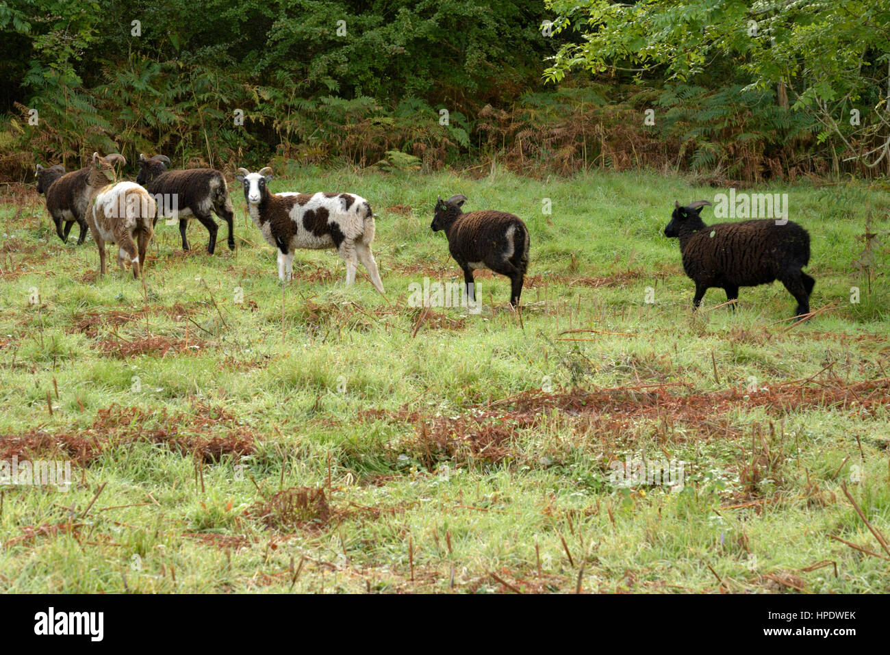 Soay Sheep on a Common above Hay on Wye Stock Photo