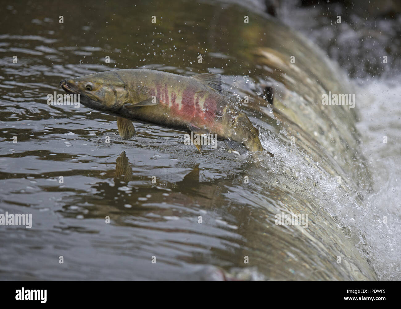 Dried fish canada hires stock photography and images Alamy