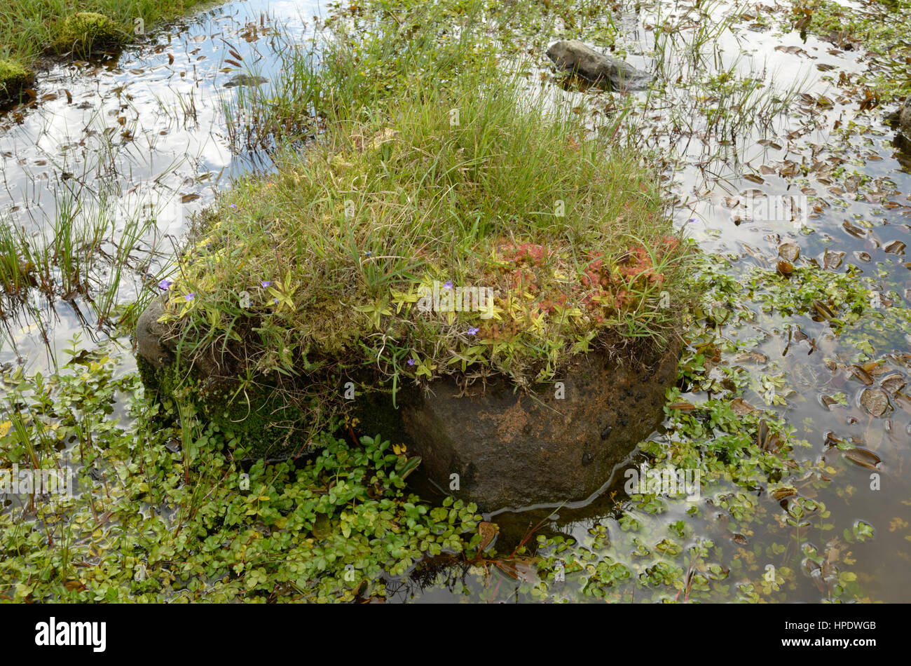 Common sundews hires stock photography and images Alamy