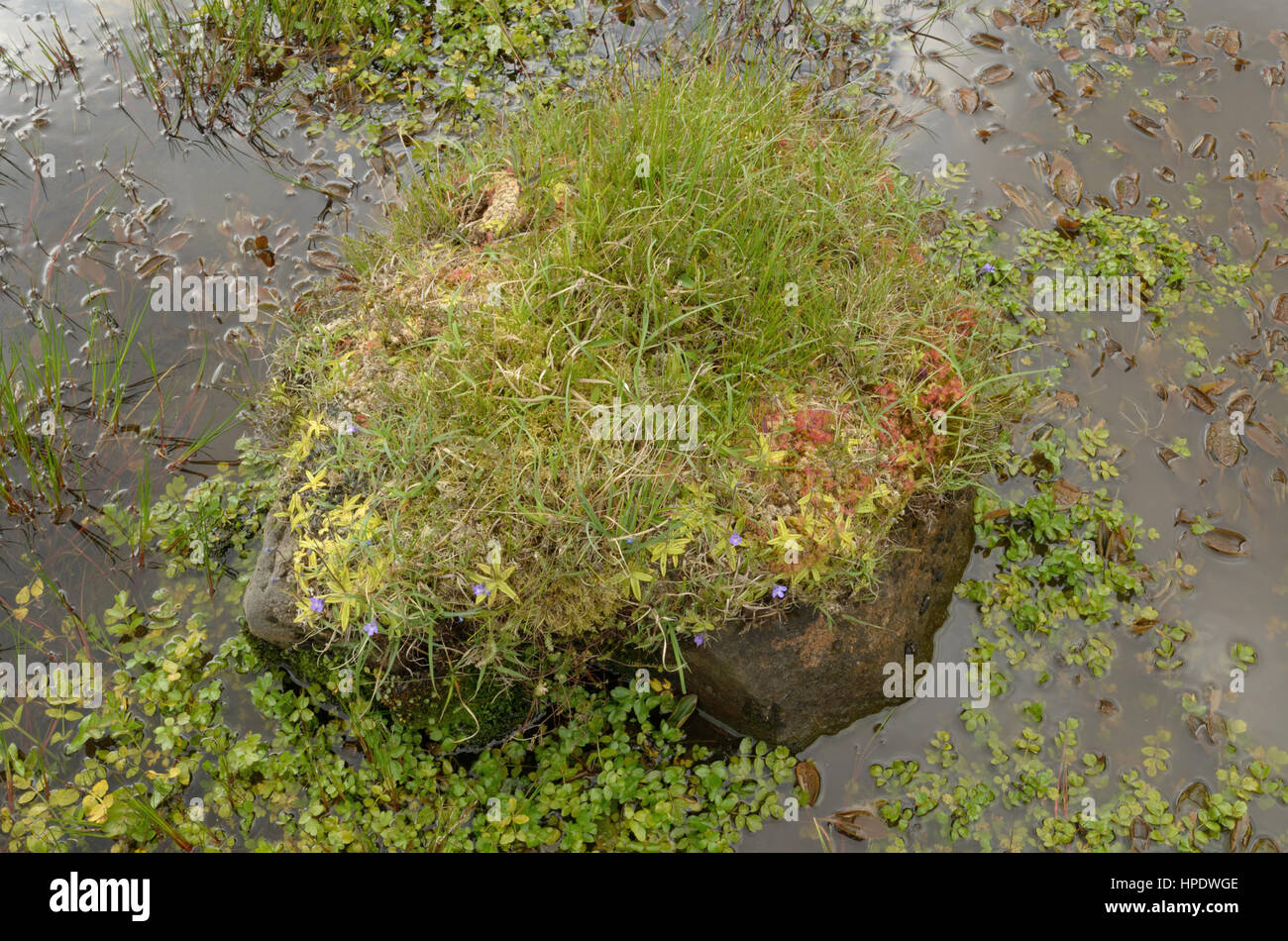 Sundews and Butterworts on a Rock in a Stream Stock Photo