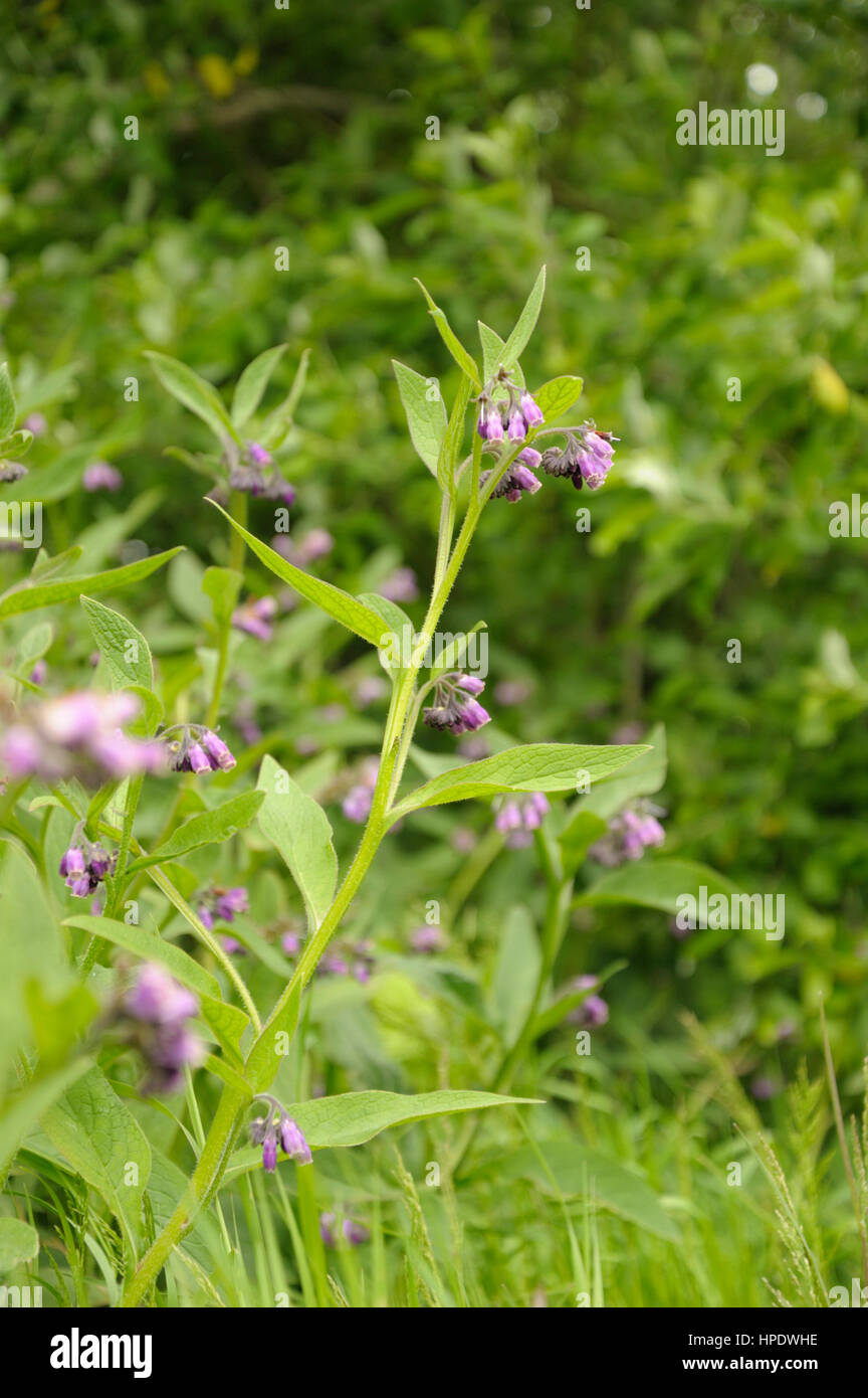 Russian Comfrey, Symphytum x uplandicum or Symphytum officinale x asperum growing on a road verge Stock Photo