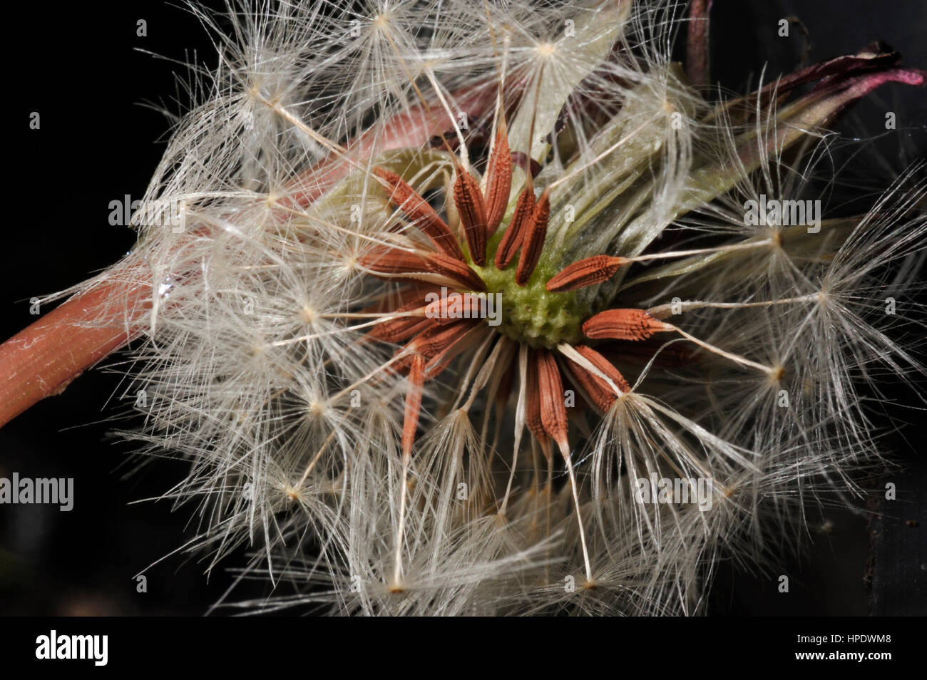 Dandelion Seeds (Achenes) and parachutes (Pappus) of Taraxacum vachelliae, a Dandelion species close to T. brachyglossum Stock Photo