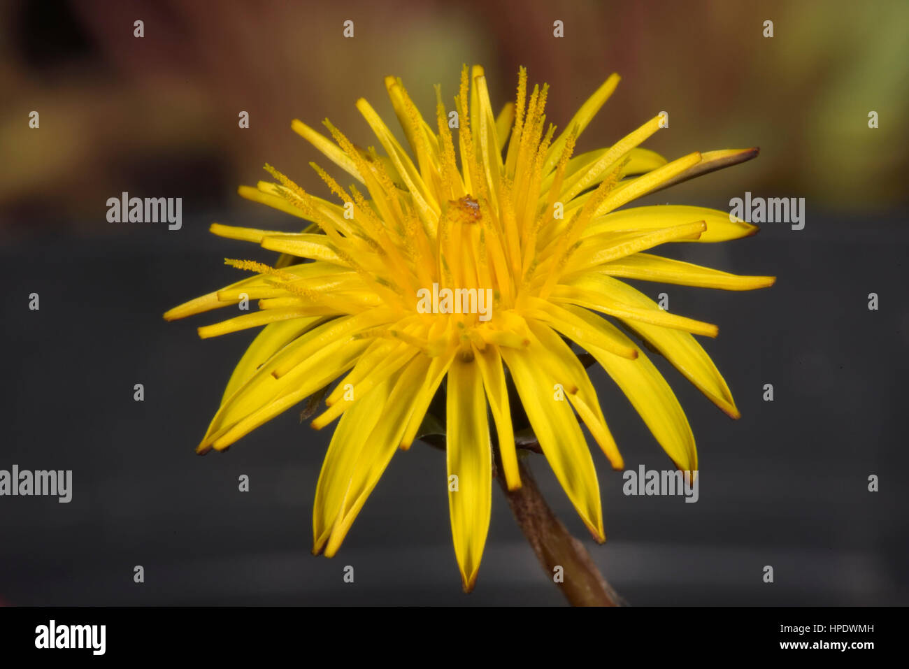 Dandelion Flower Taraxacum vachelliae, a Dandelion species close to T