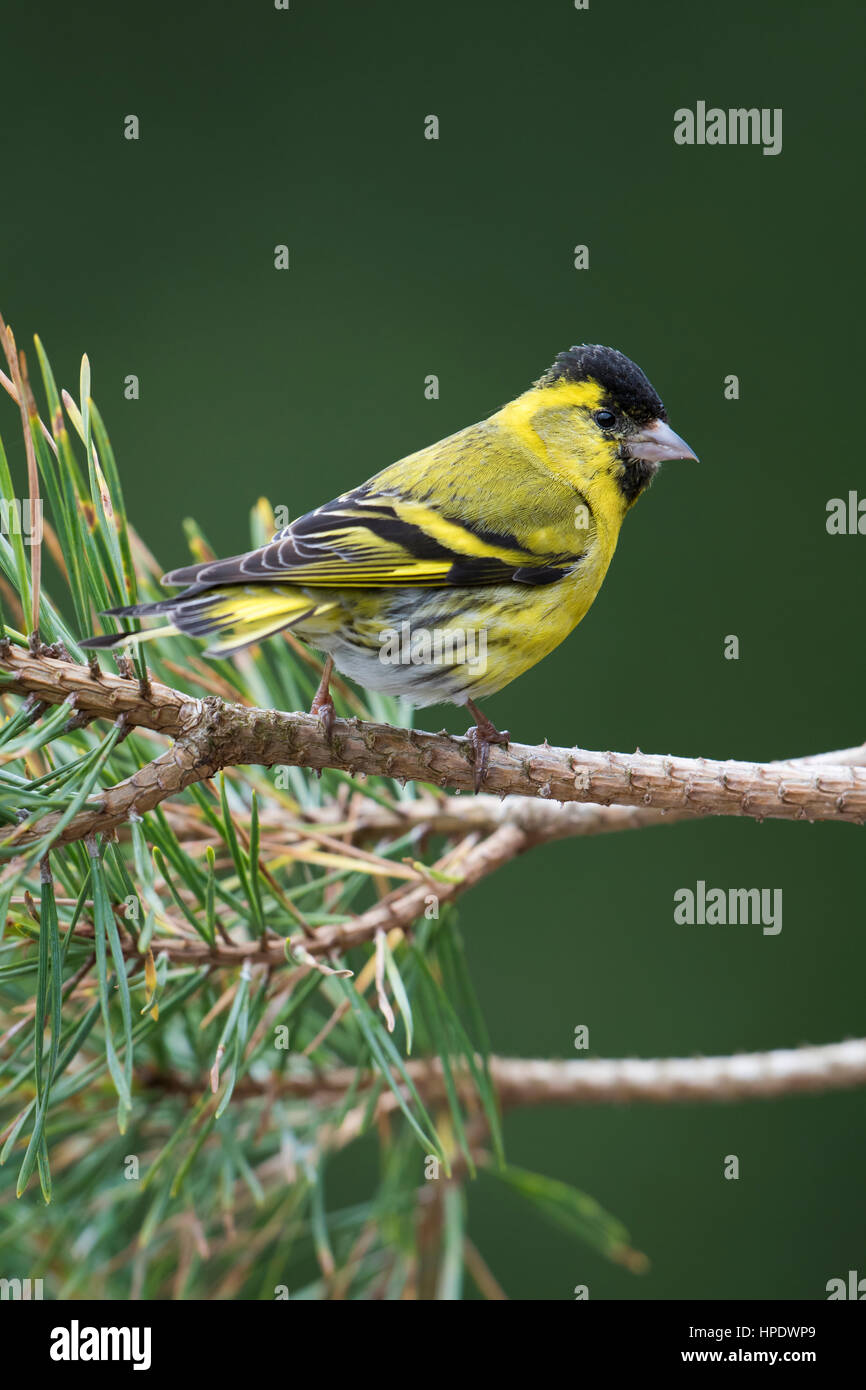 An adult male Siskin (carduelis spinus) perched in fir tree, Ardnamurchan, Scotland, UK Stock Photo