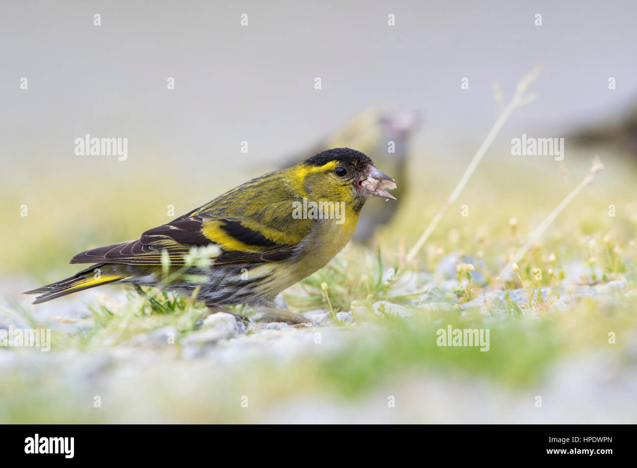 Adult male Siskins (carduelis spinus) feeding on ground, Ardnamurchan, Scotland, UK Stock Photo