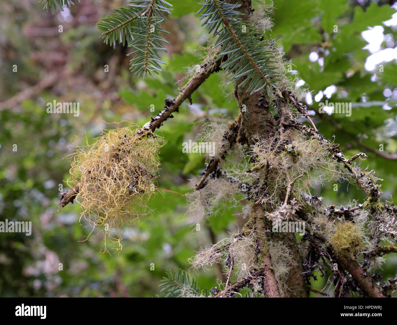 Golden hair lichen, Teloschistes flavicans (also named Borrera flavicans) Stock Photo