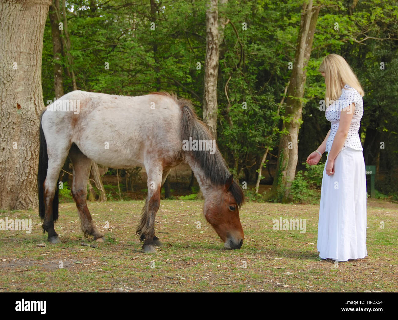 Pretty young woman in a long white dress in The New Forest Stock Photo ...