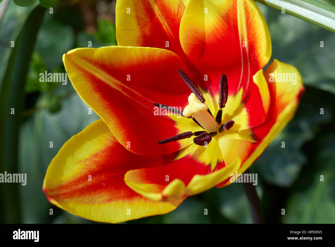 red and yellow tulip close up Stock Photo - Alamy