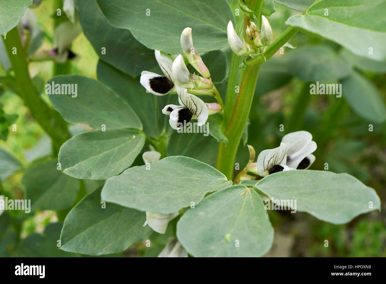 Vicia faba inflorescence Stock Photo