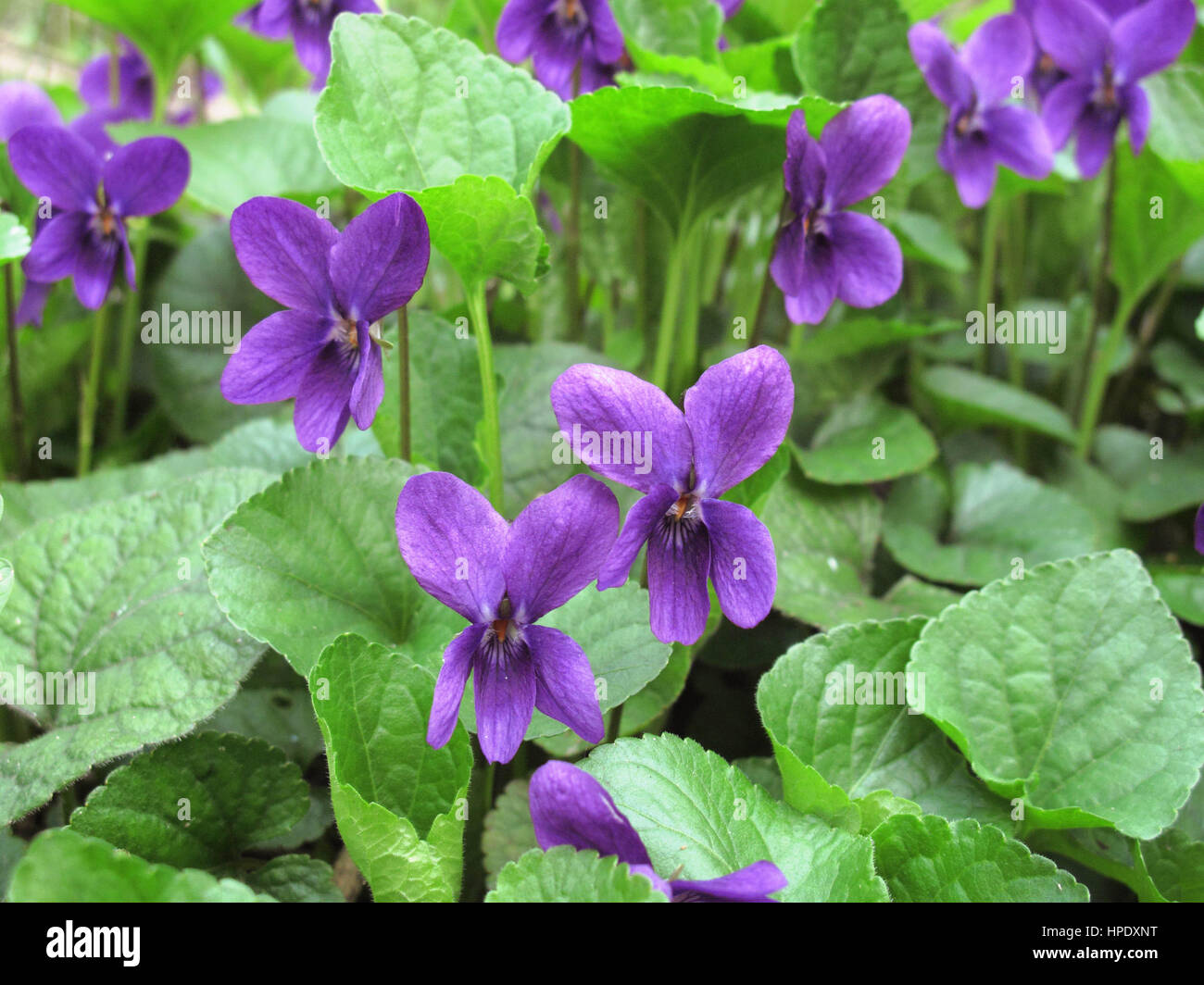 viola odorata close up Stock Photo
