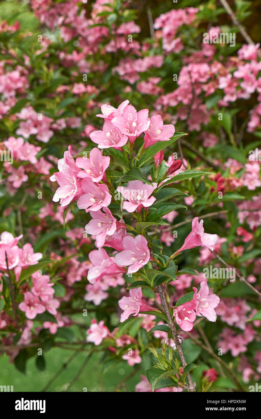 Pink Weigela Stock Photos & Pink Weigela Stock Images Alamy