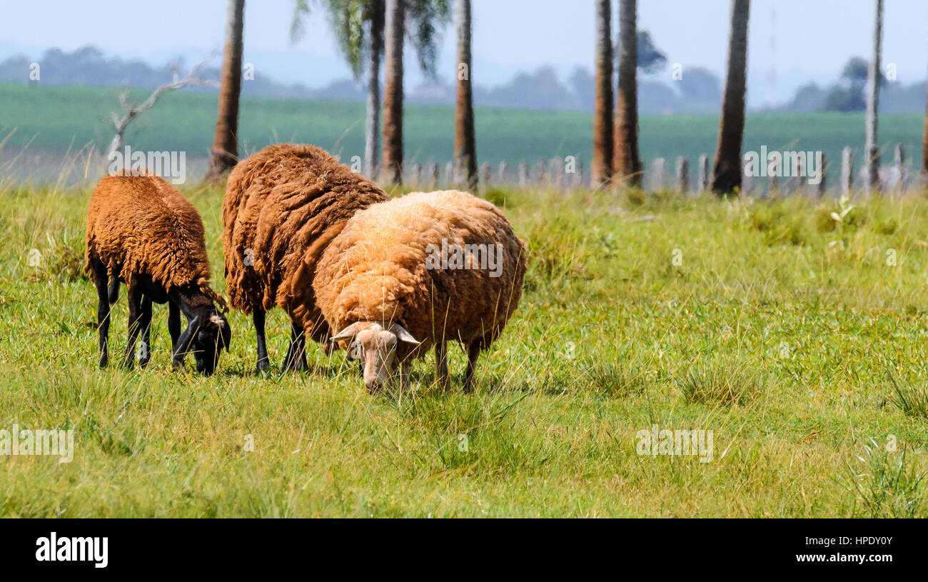 Three sheep feeding on farm pasture. Two black sheep and a white sheep