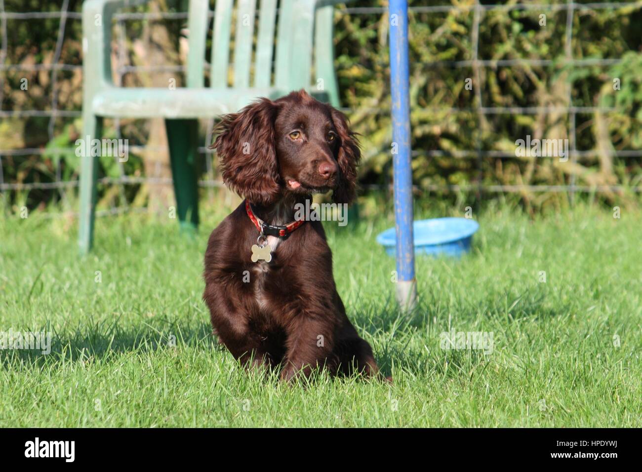 Working type sales cocker spaniel