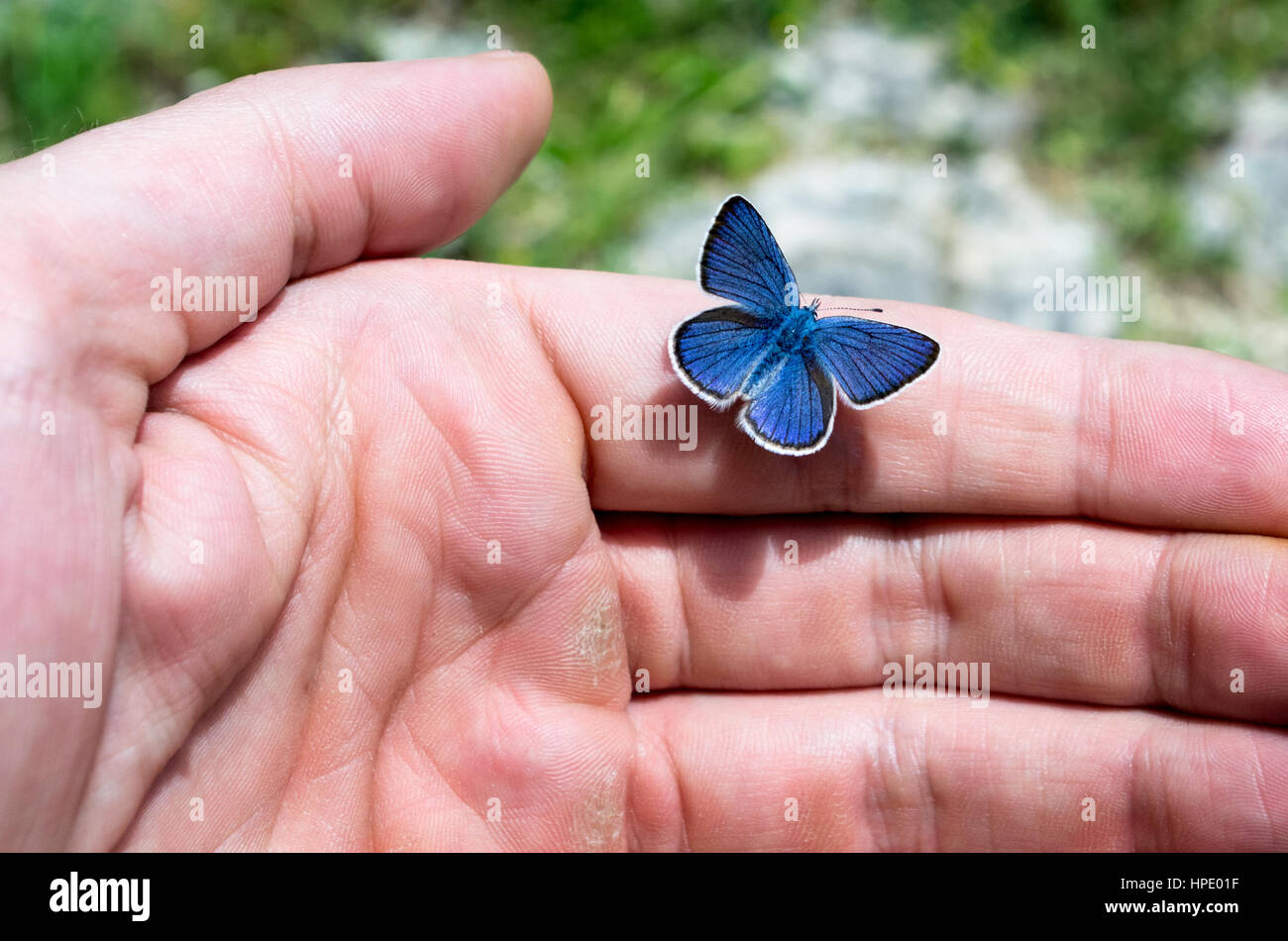 Eastern Tailed Blue Butterfly