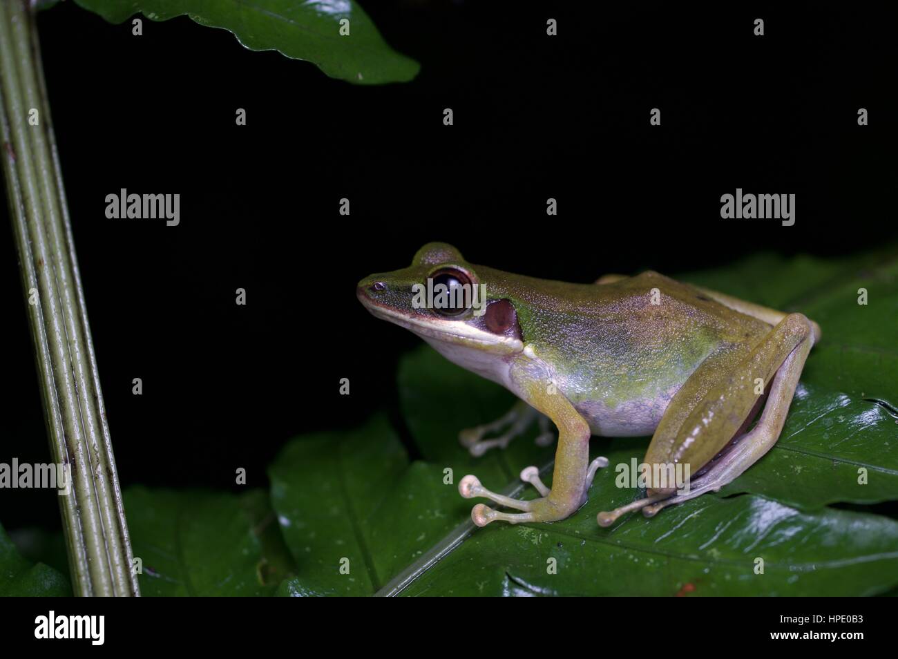A White-lipped Frog (Chalcorana labialis) on a plant at night in the rainforest in Batang Kali, Selangor, Malaysia Stock Photo