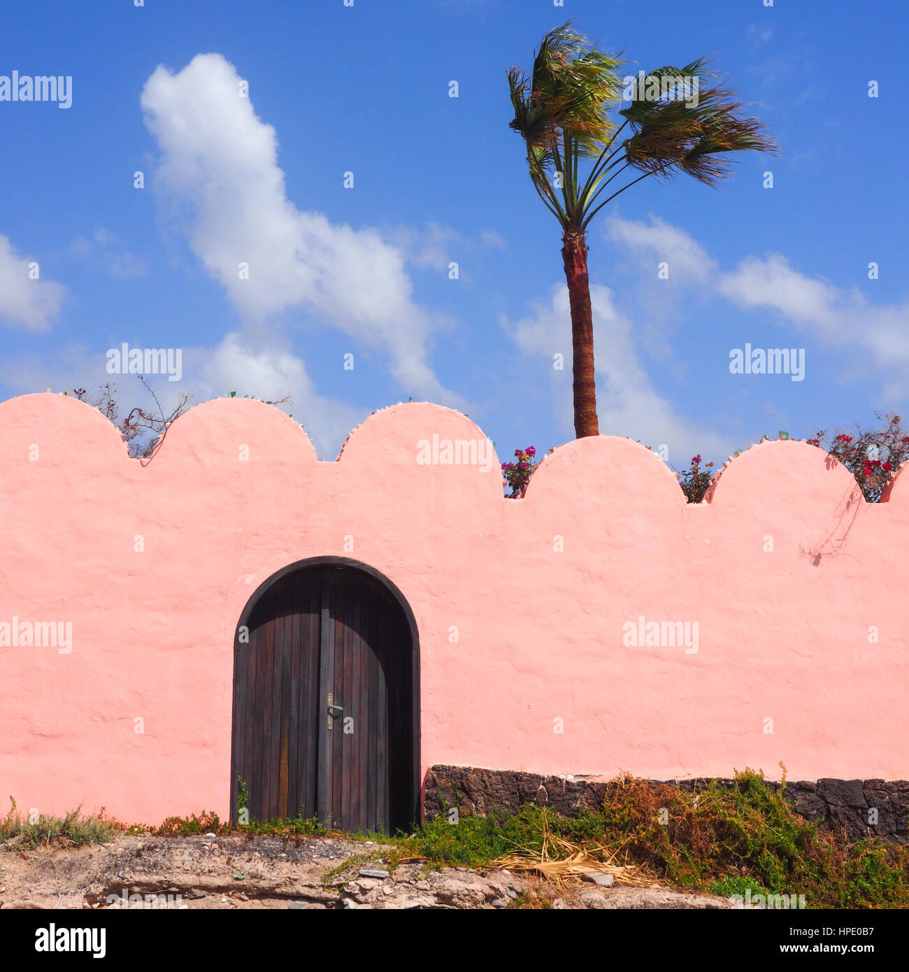 Pink wall with a wooden door and a palm tree Stock Photo - Alamy