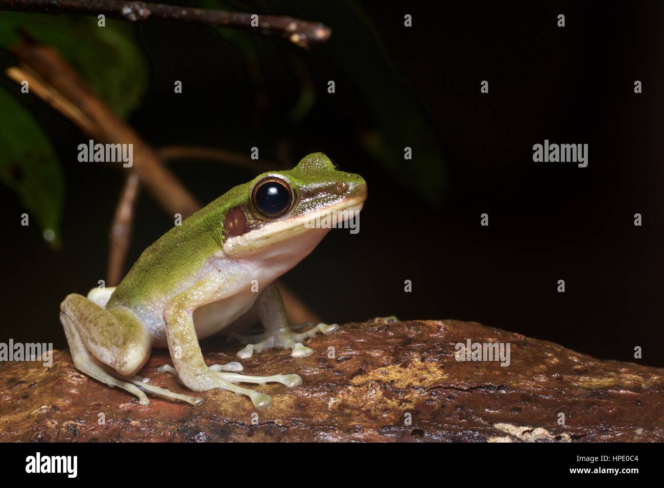 A White-lipped Frog (Chalcorana labialis) on a boulder in the rainforest in Santubong National Park, Sarawak, East Malaysia, Borneo Stock Photo