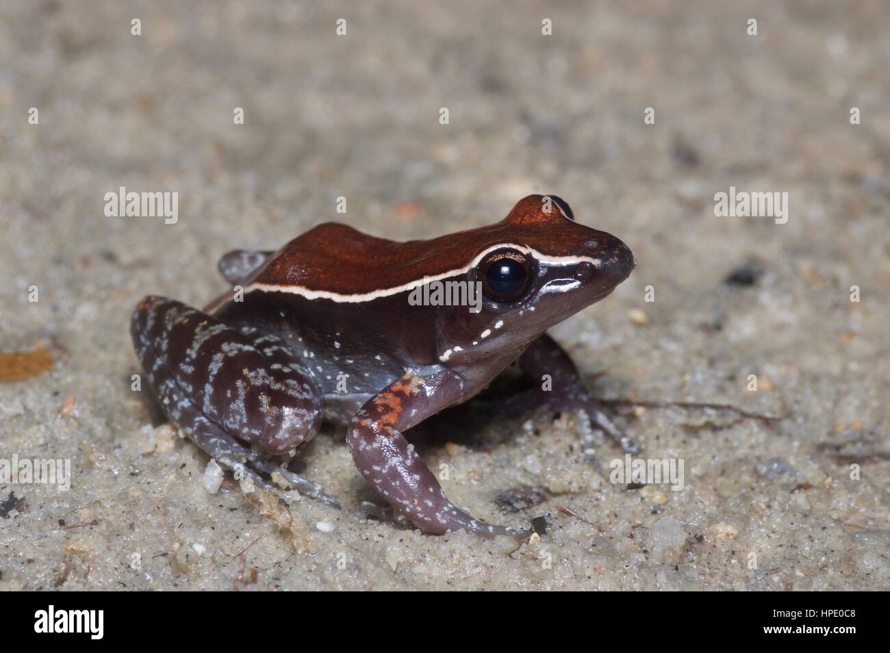 A Mahogany Frog (Abavorana luctuosa) in wet sand in the rainforest in Ulu Semenyih, Selangor, Malaysia Stock Photo