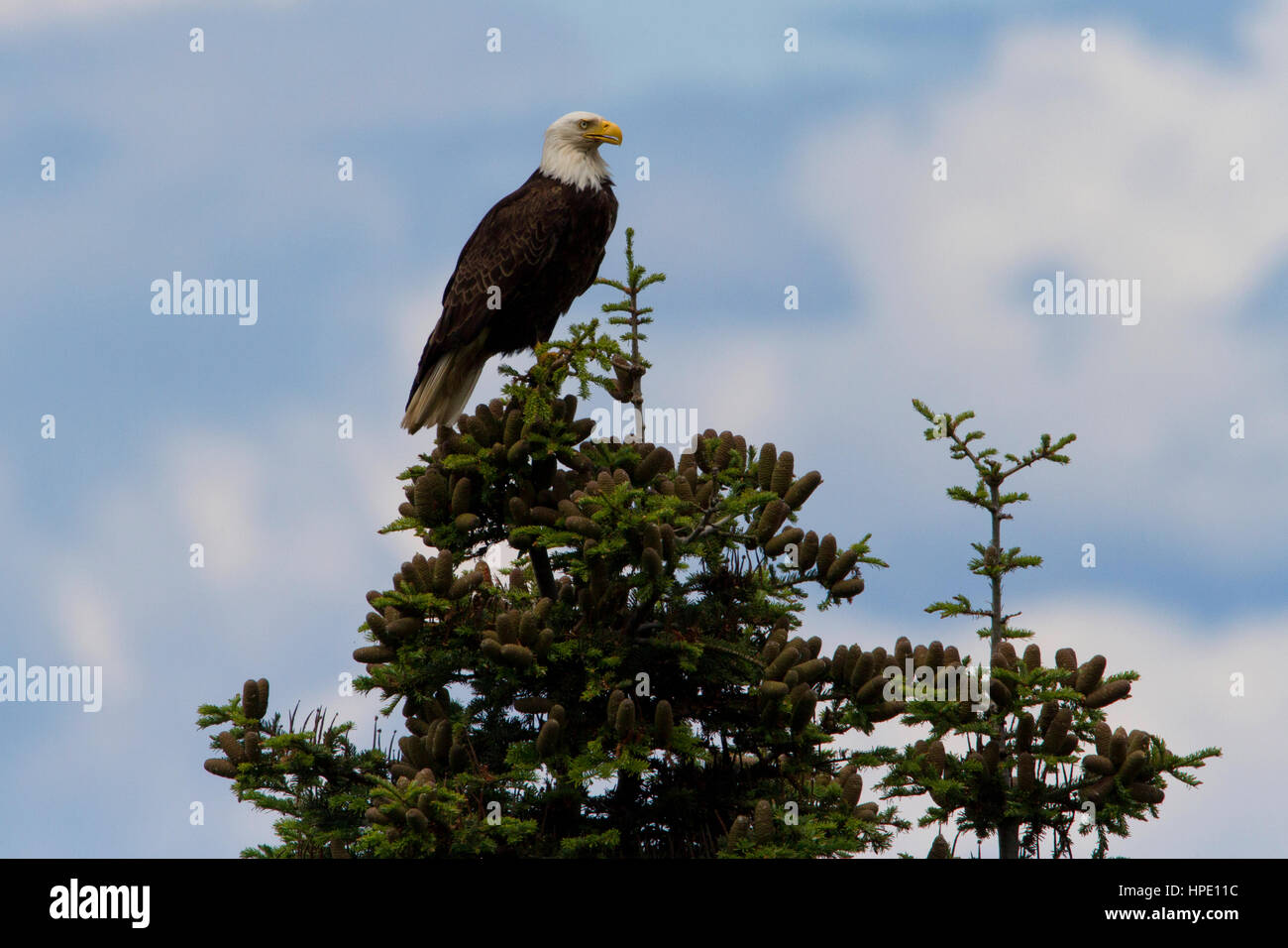 Bald Eagle (Haliaeetus leucocephalus) perched at the top of a Douglas Fir tree along shoreline at Nanaimo, BC, Canada Stock Photo