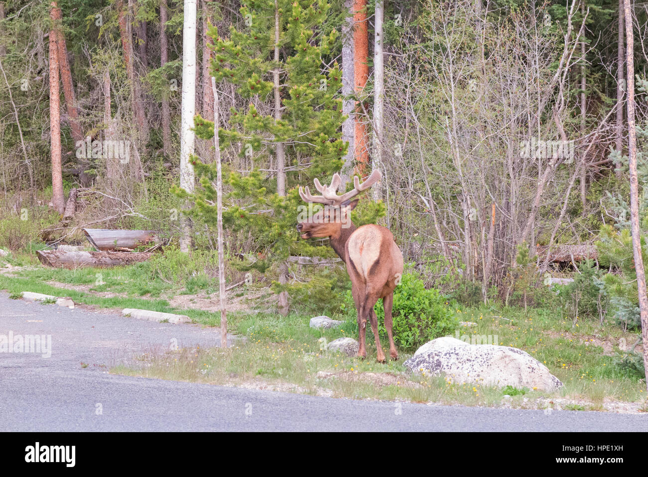 Wild Mule Deer standing by the side of the road in Rock Mountain National Park, Colorado Stock Photo