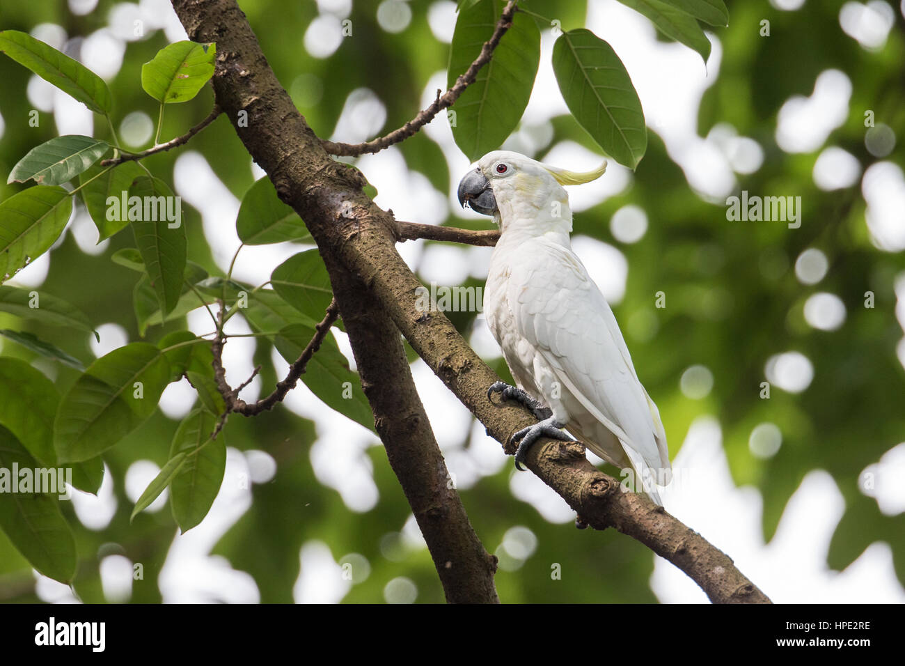 Yellow-crested Cockatoo (Cacatua sulphurea) perching on tree Stock Photo