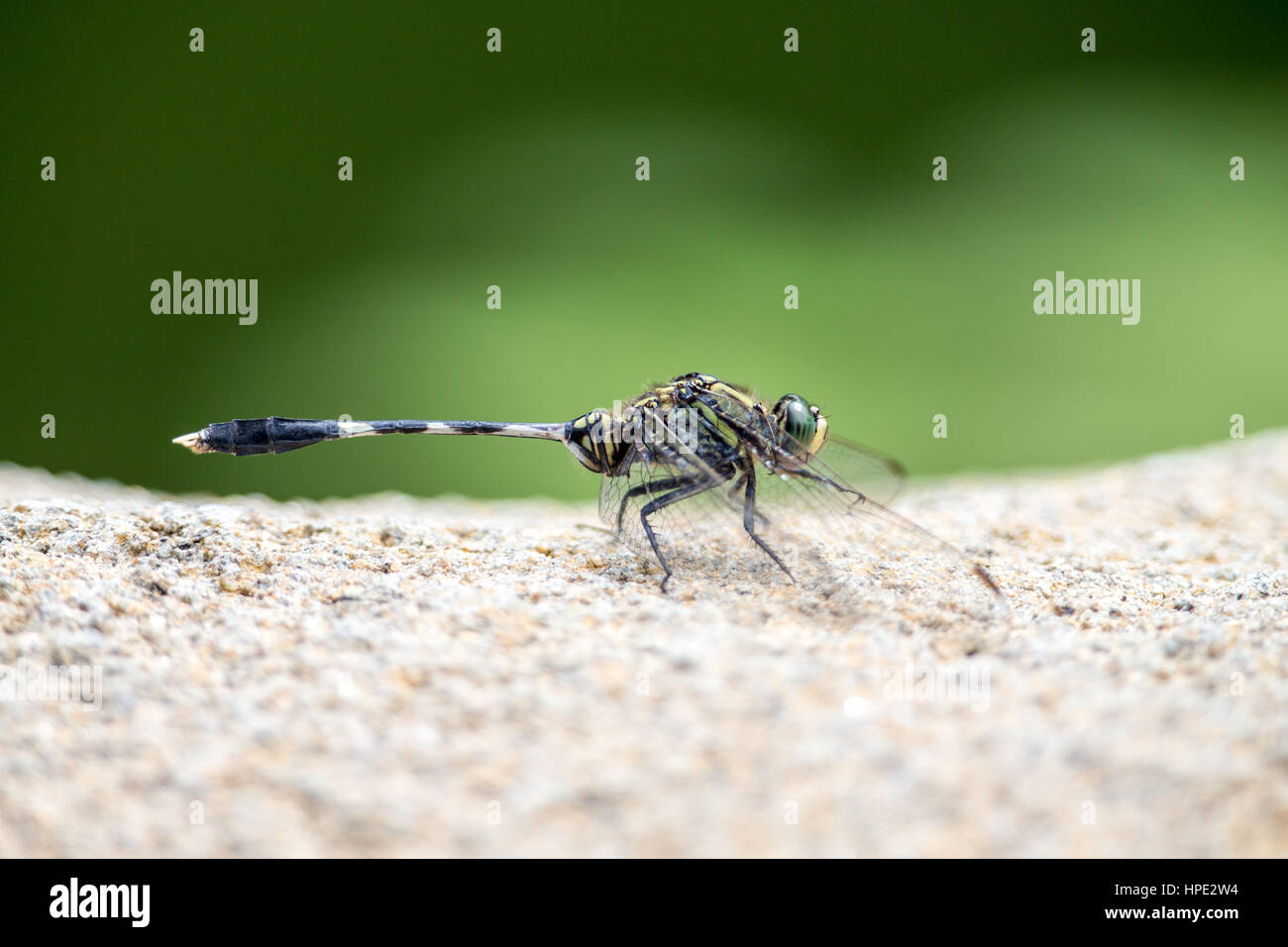 Portrait of dragonfly - Green Skimmer Stock Photo - Alamy