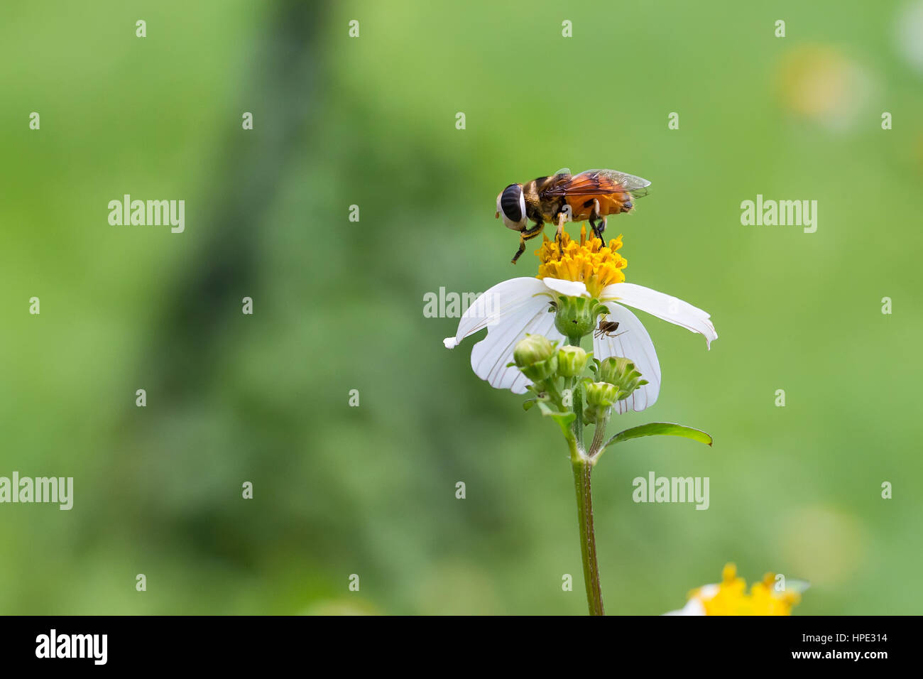 Tridax wide shield hoverfly flying with green background Stock Photo