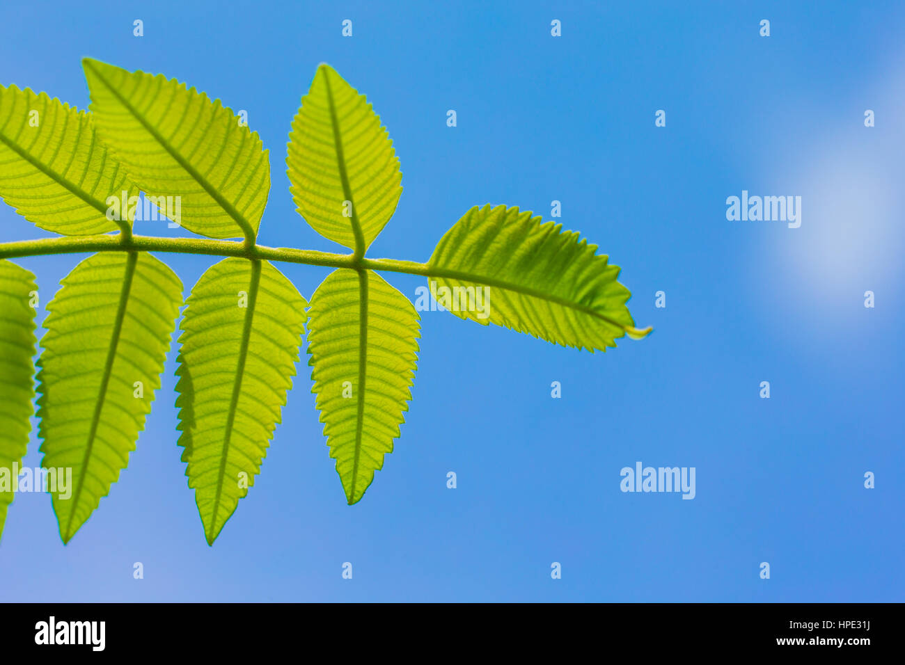 Green leaf with blue sky Stock Photo - Alamy