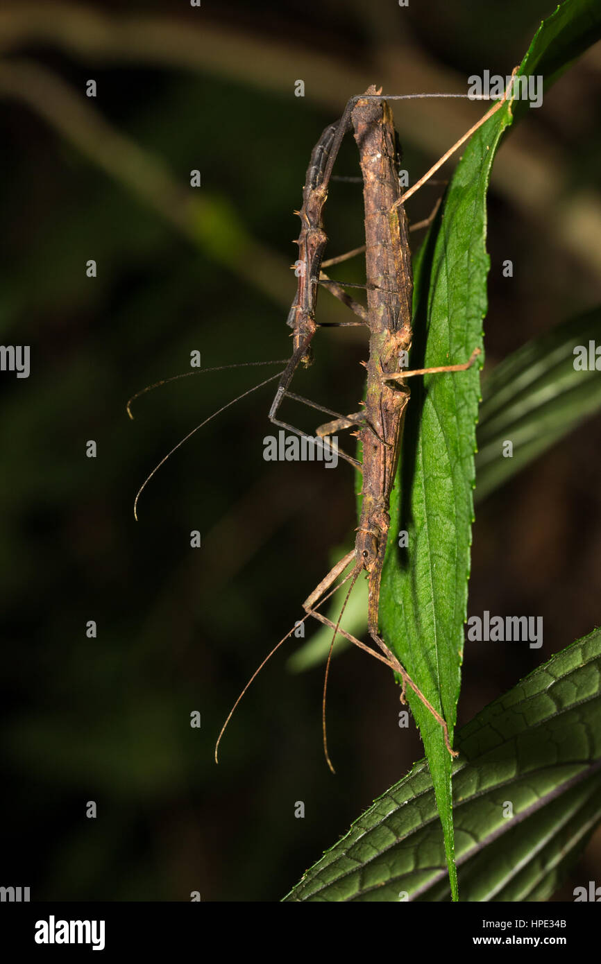 Splices Insects Spiny stick insect hi-res stock photography and images - Alamy