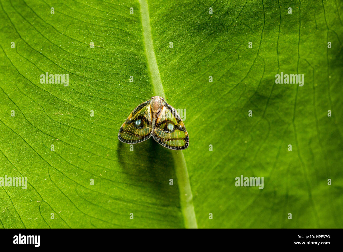 Plant hopper (Euricania ocellus) perching on green leaf Stock Photo